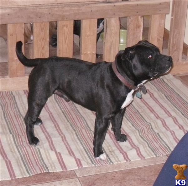 Stud Dogs - Staffordshire Bull Terrier